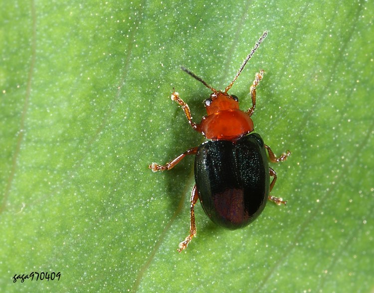 ΨȬ Linaeidea aeneipennis