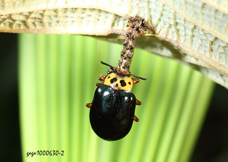 sl Plagiosterna maculicollis insularis