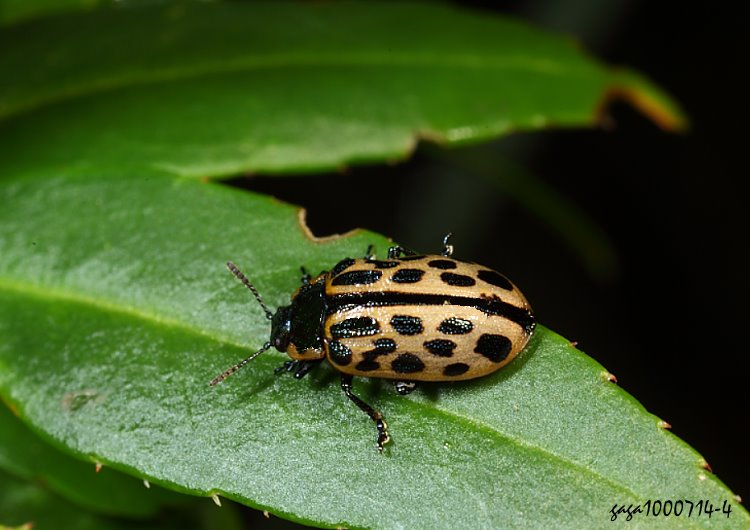 hGQ Chrysomela vigintipunctata 