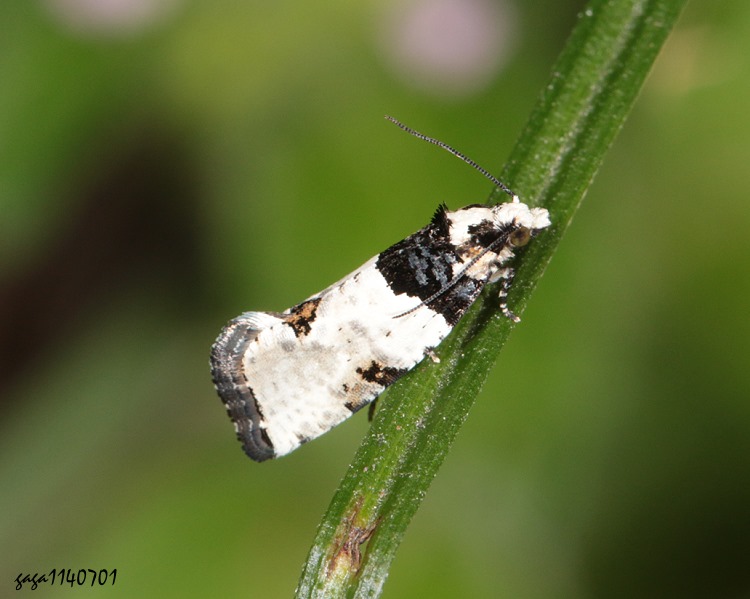 捲葉蛾 Gibberifera simplana