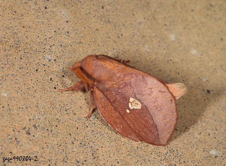 ˶ױa\ Euthrix laeta