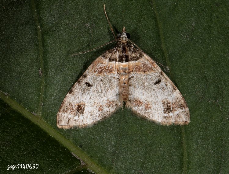 ձaPظ Martania albofasciata