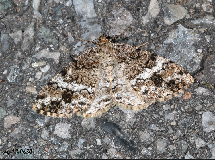 ´Lظ Deileptenia rimosaria