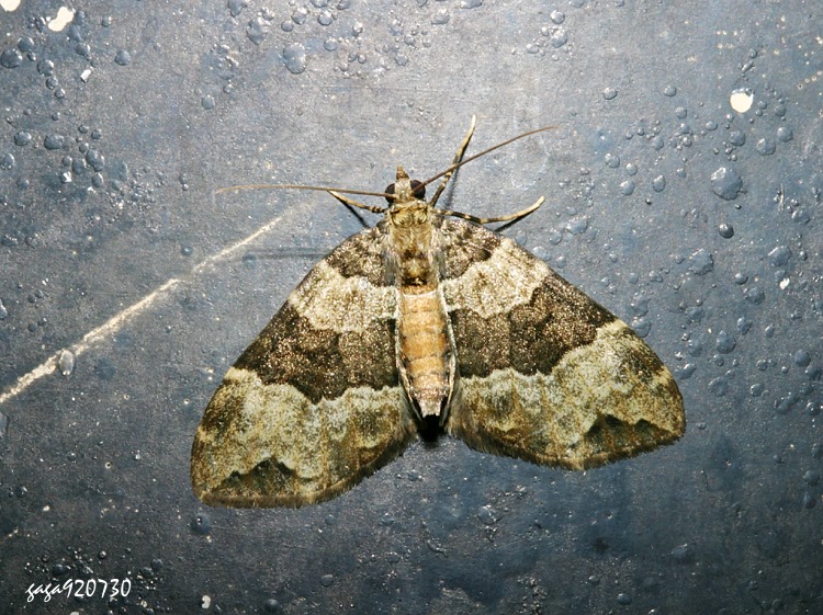 V񾦯iظ Ecliptopera muscicolor allobathra