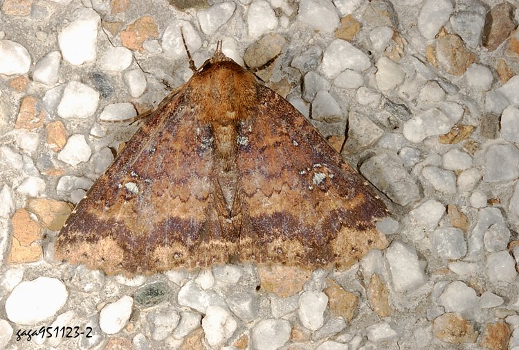 B{n Hypersypnoides punctosa