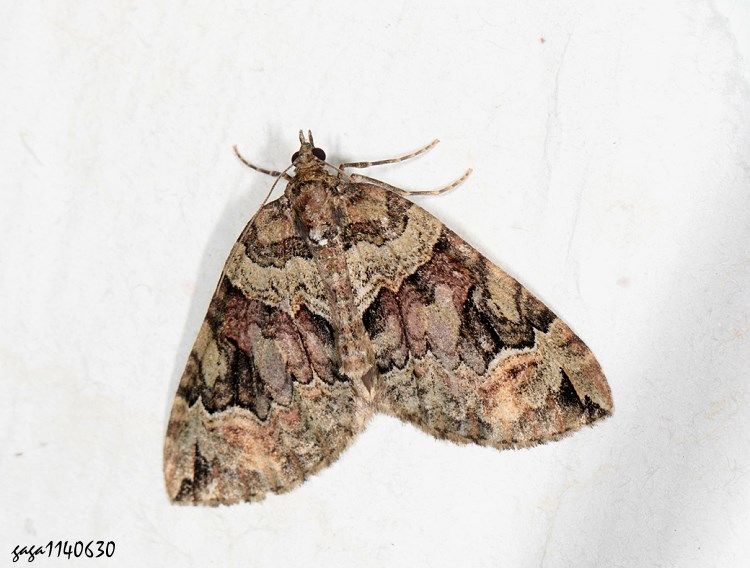 궳iظ Gonanticlea ochreivittata