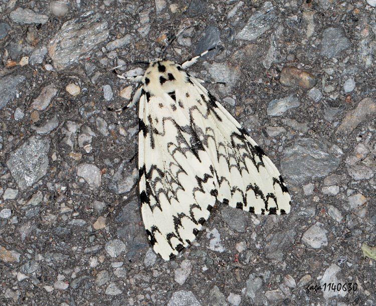 r Lymantria concolor concolor