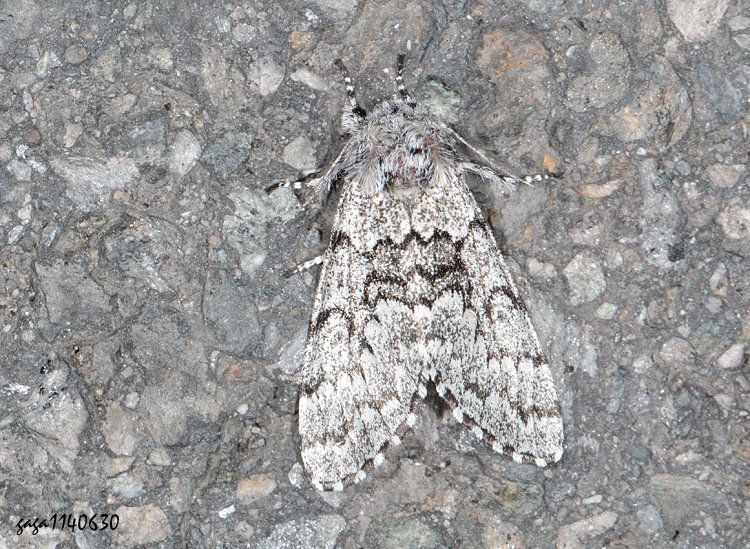 Ǥ]  Panthea grisea