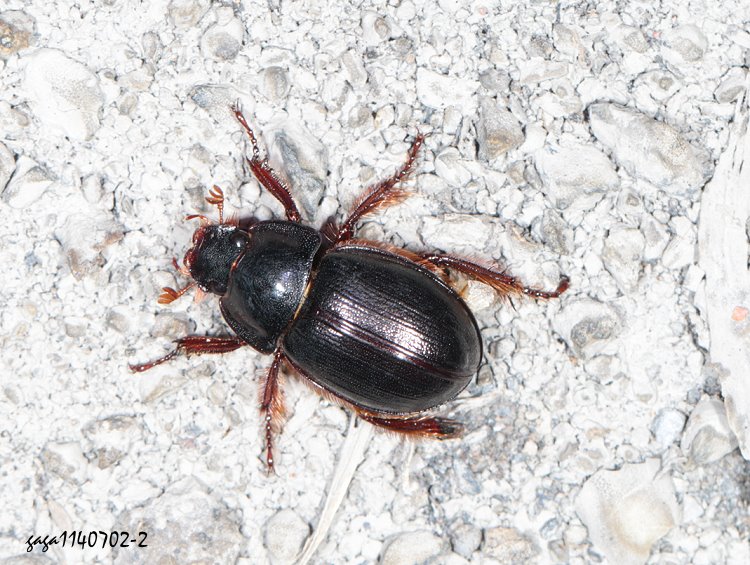  tmt Phaeochrous emarginatus 