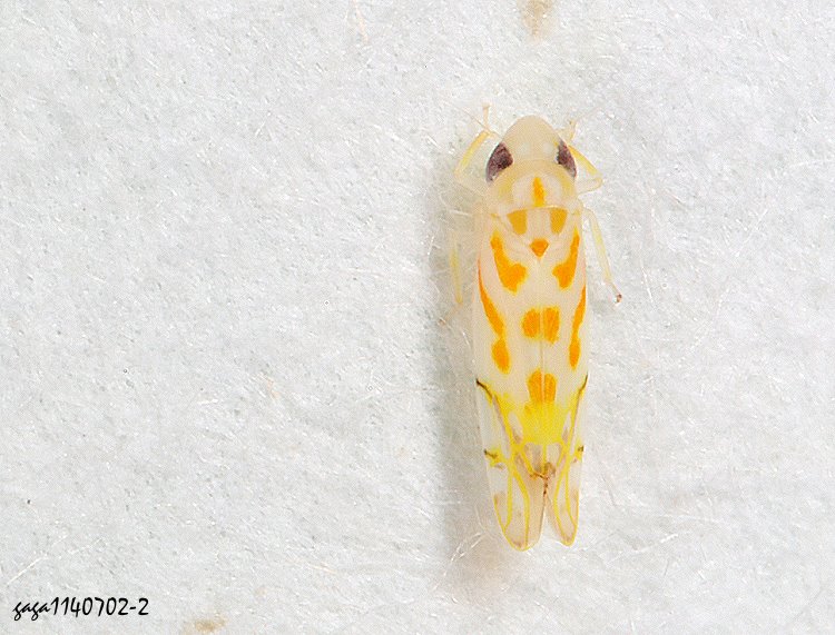 pͨȬ Typhlocyba  sp.