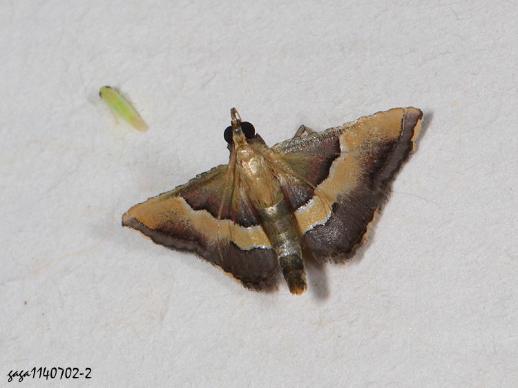 [ Endotricha luteogrisalis