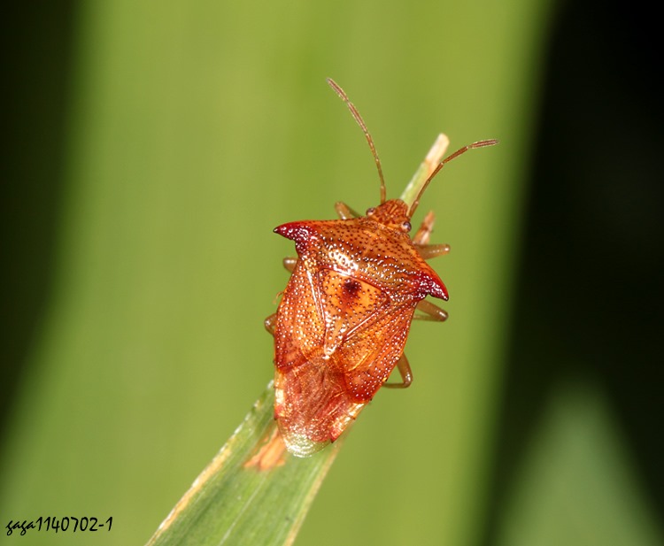 ͦP Elasmucha  sp. 