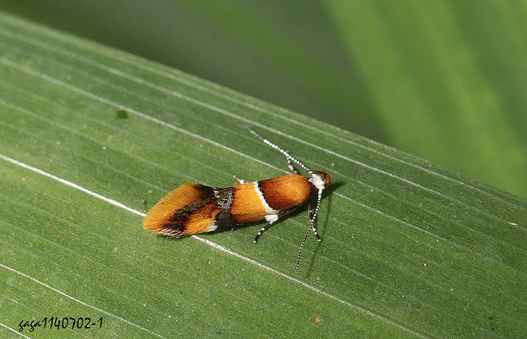 A´ Promalactis sp.