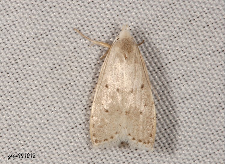 鳩蛾 Epimactis talantias 