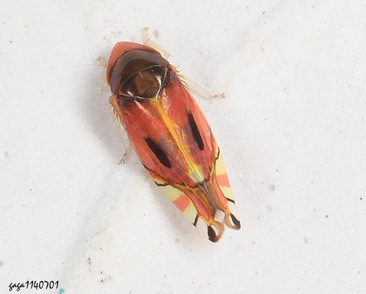 p Eurhadina  sp. 