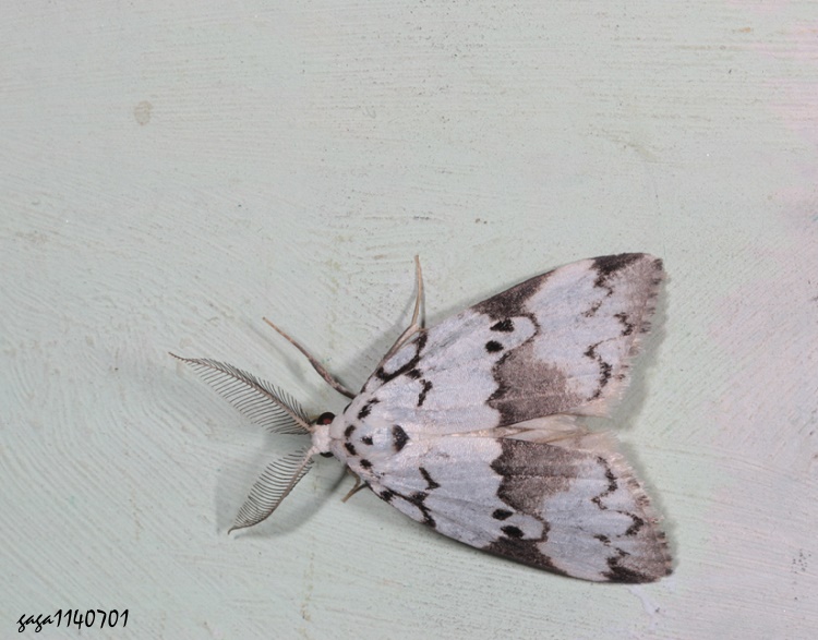 T}a Eugoa sinuata