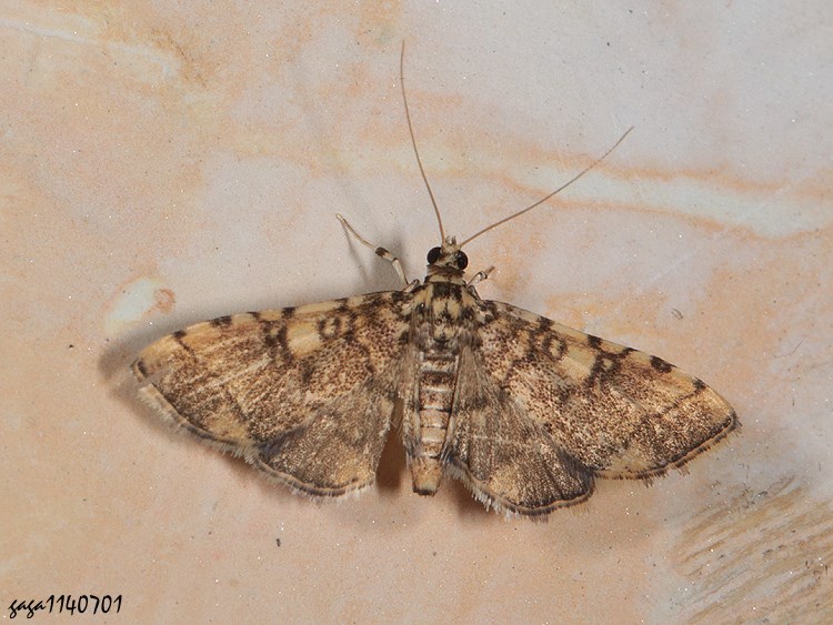 蝕葉野螟屬 Nacoleia sp.