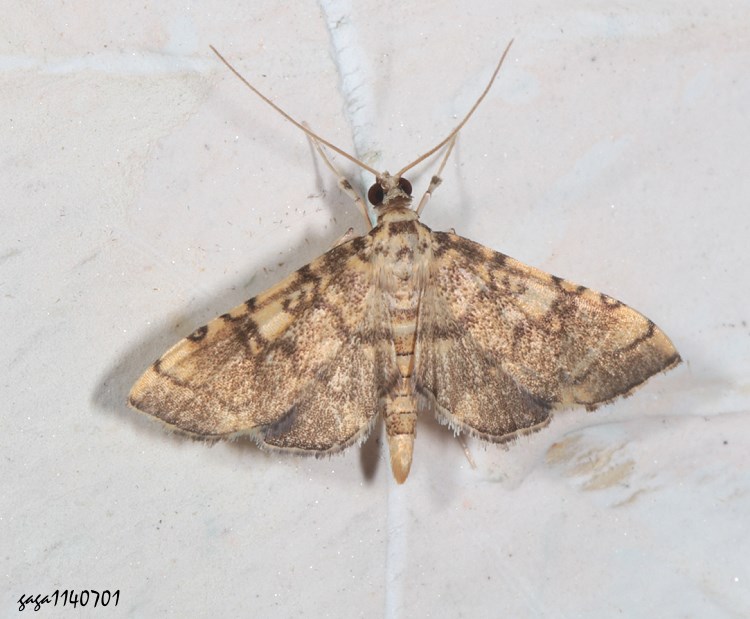 蝕葉野螟屬 Nacoleia sp.