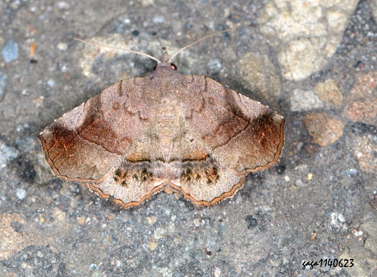 Pangrapta adusta