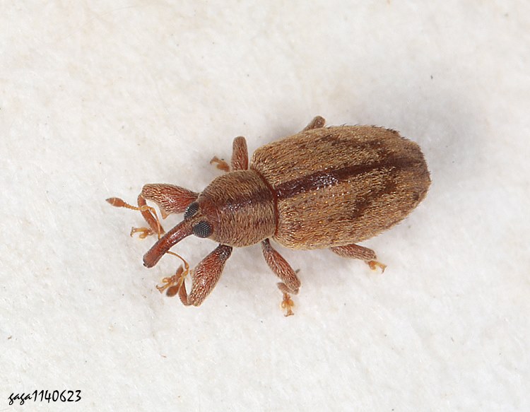 象鼻蟲 Ochyromera suturalis