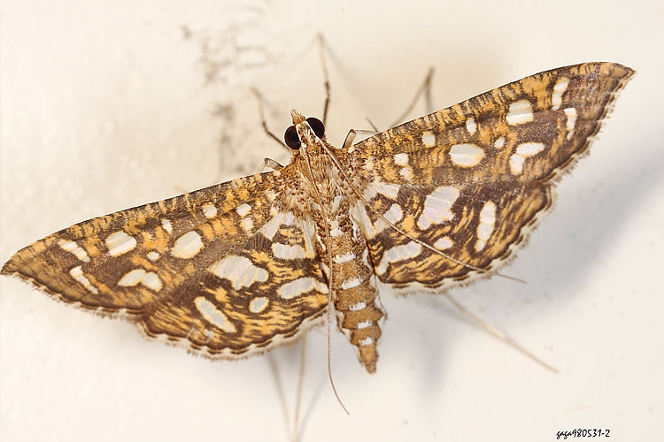 茉莉葉野螟蛾 Nausinoe geometralis