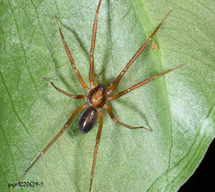 sߤjGrandilithus lynx 