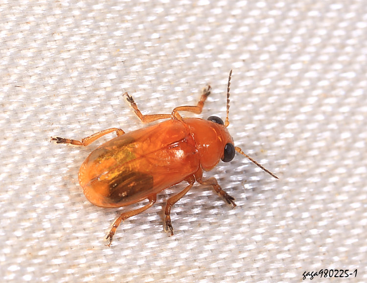 長圓筒金花蟲屬 Smaragdina sp.   