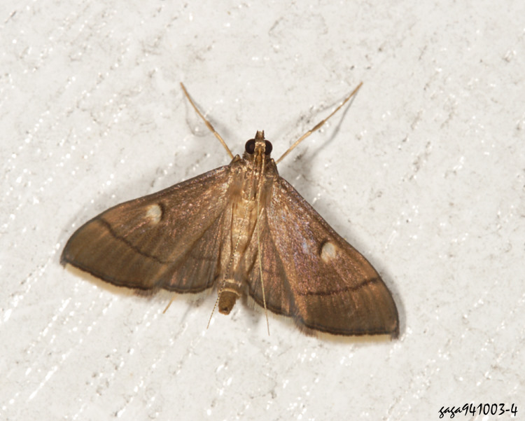 t Bradina aulacodialis 