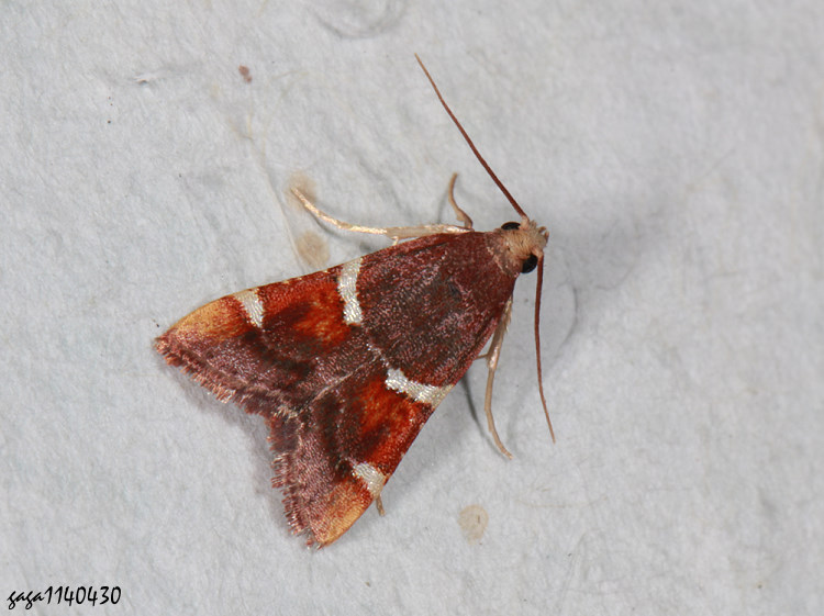  Pyralis regalis