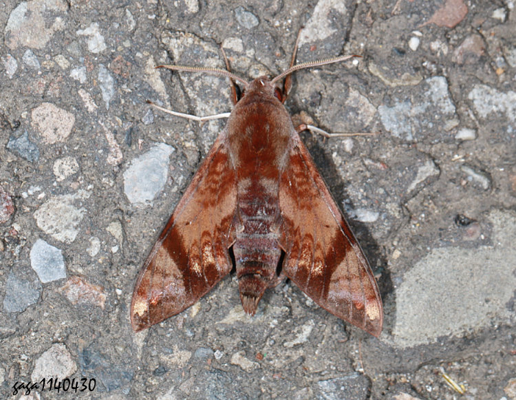 ױaѸ Dahira obliquifascia 