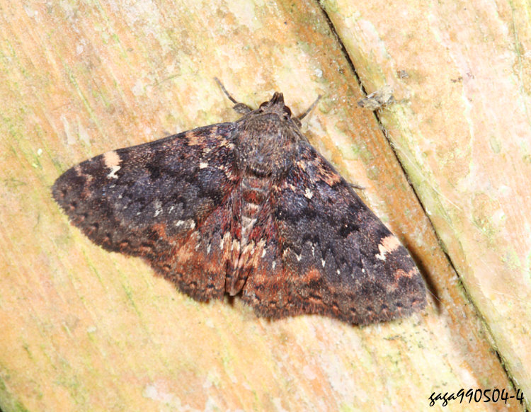 星狄裳蛾 Diomea discoinsigna 