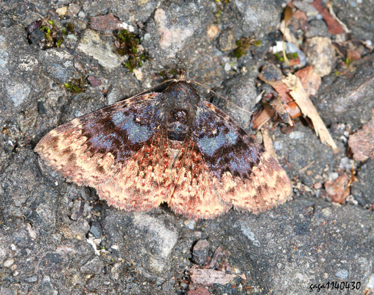 fn Diomea sp.