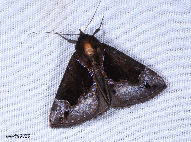 髯鬚裳蛾  Hypena cyanea