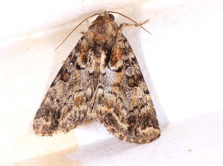 n]Ȭ Allotria sp.