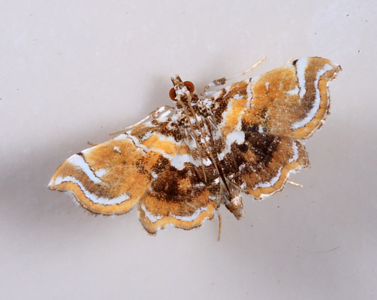  a Musotima suffusalis