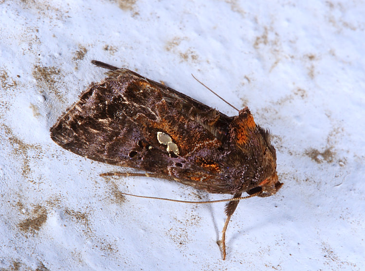 Autographa sp.