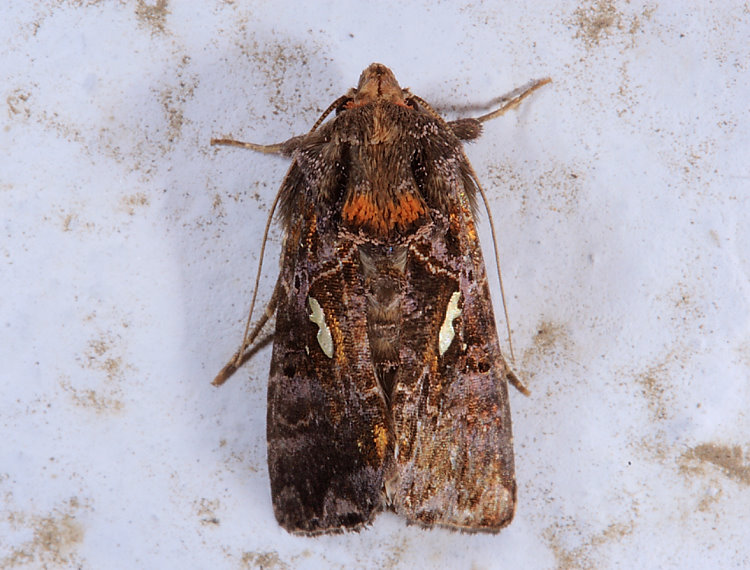 ͩ]Ȭ Autographa sp. 