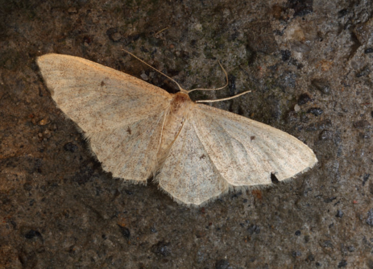 Vظ Scopula sp.