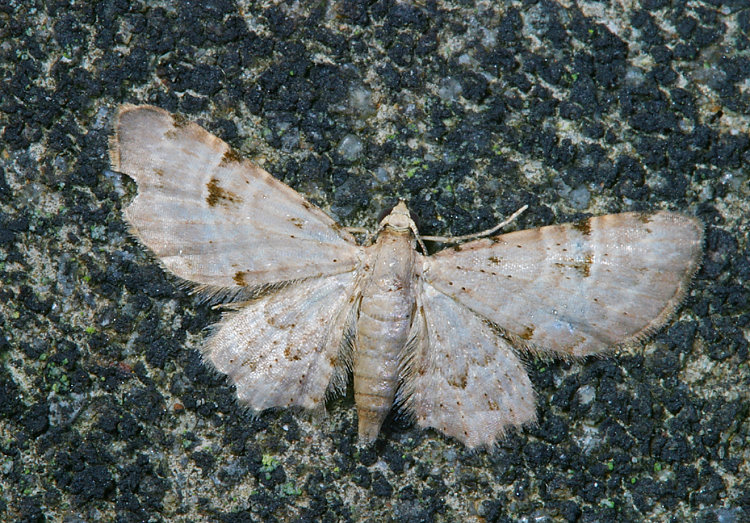 ½uŤpͪiظ Bosara kadooriensis 