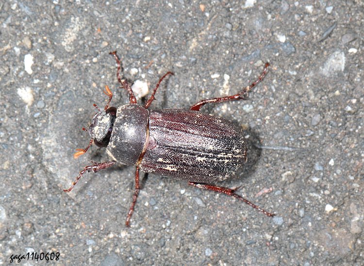 ʮVªt Sophrops latiscula