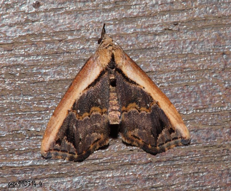  史氏微裳蛾 Lophomilia speideli 