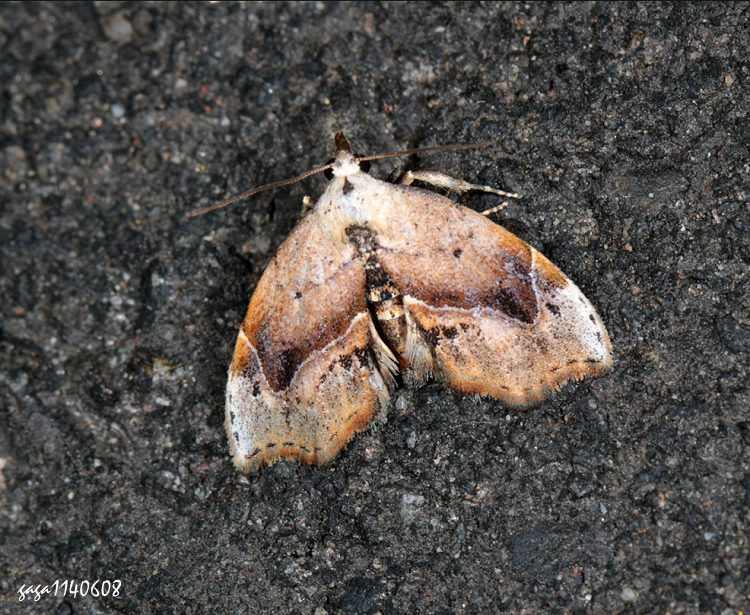 微裳蛾屬 Lophomilia sp.