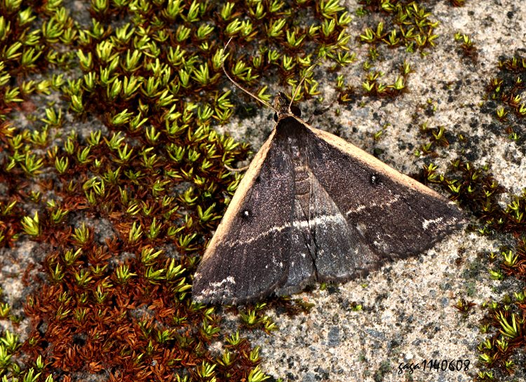  sͻn Adrapsa ablualis