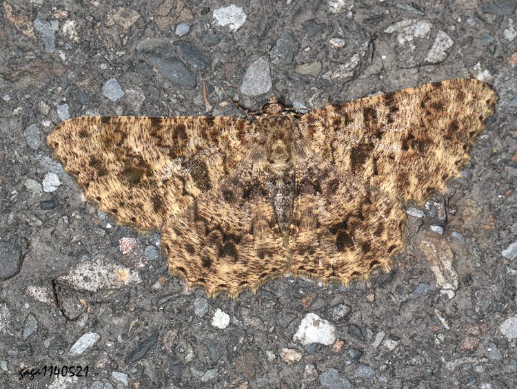 ظ Racotis boarmiaria