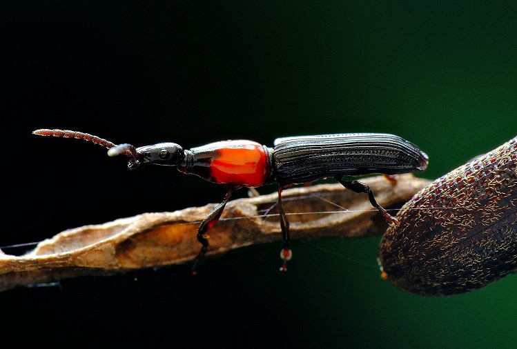T@H Callipareius sp.