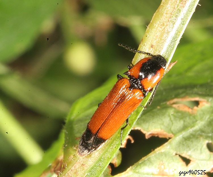 nY Priopus superbus 