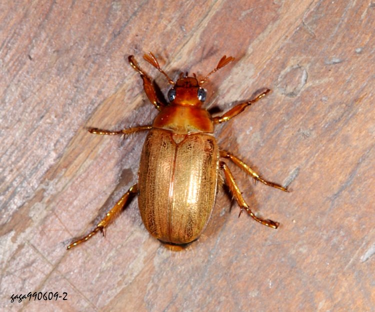 ¸}t Callistethus formosanus