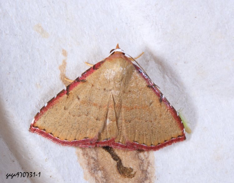Rn Corgatha sp. 