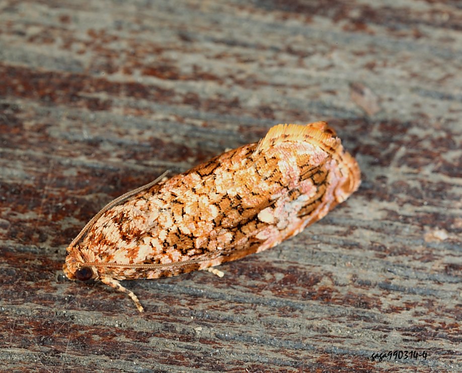  景端小捲葉蛾 Phaecasiophora fernaldana