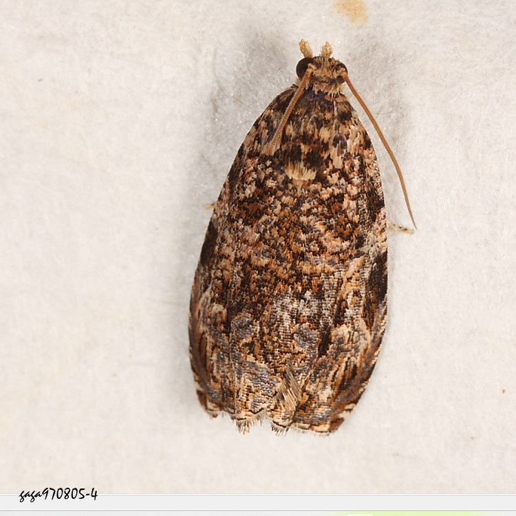 sp Olethreutes  sp.